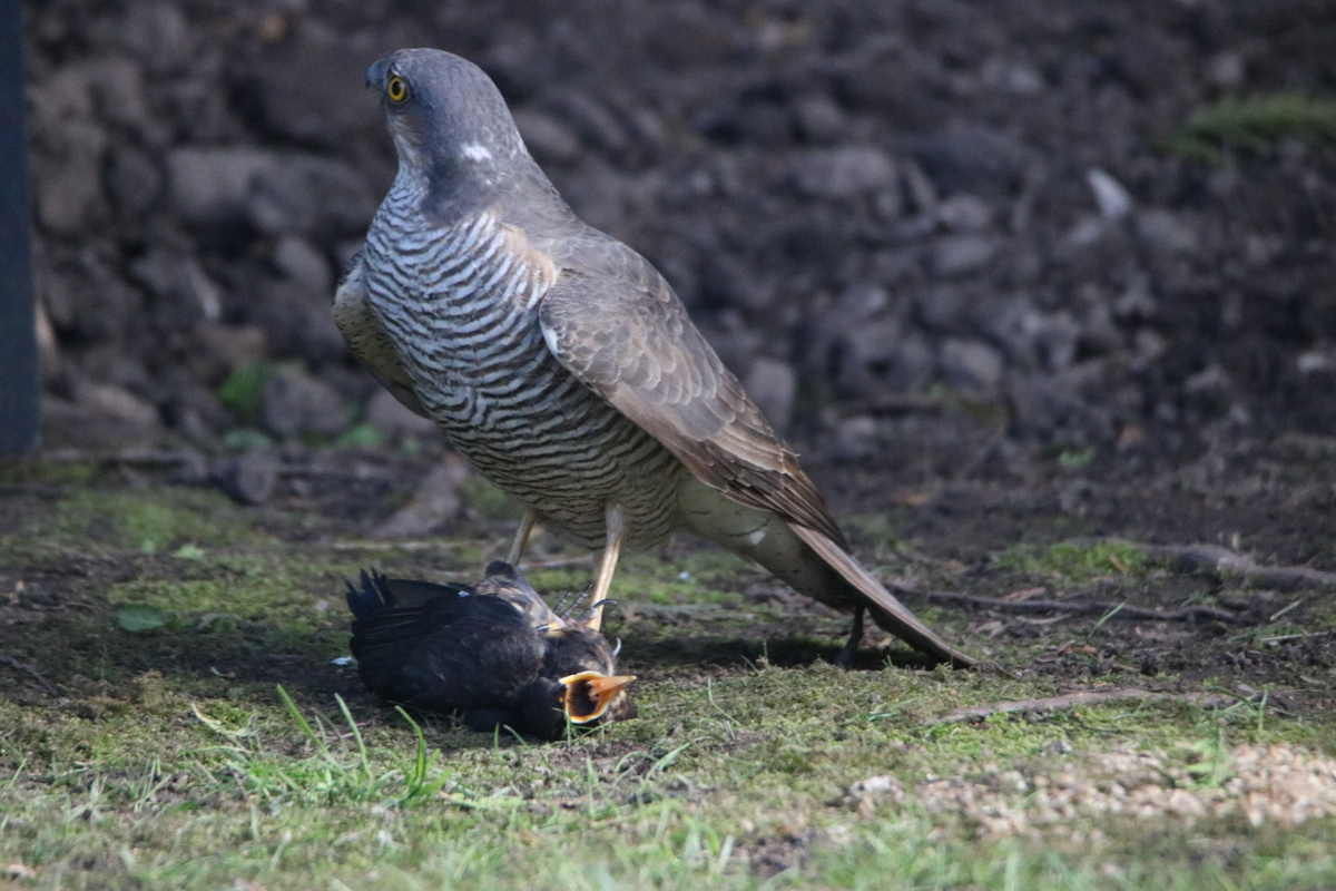 Sparrow Hark in my Garden 